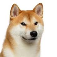 Rejection Fear, Self-Compassion and Cultural Obedience